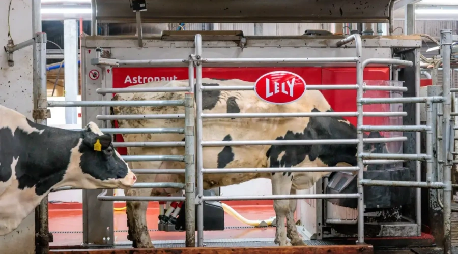 Automação direciona vacas para área de manejo e agiliza rotina nas fazendas leiteiras