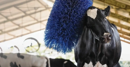 Enriquecimento ambiental contribui para o bem-estar de vacas e bezerras