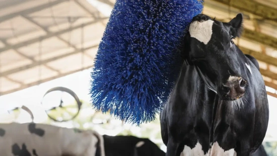 Enriquecimento ambiental contribui para o bem-estar de vacas e bezerras