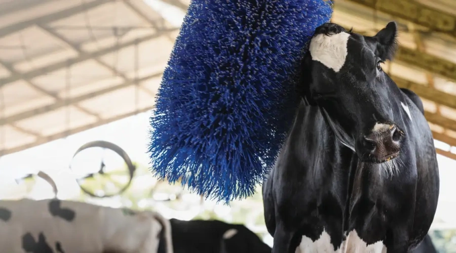 Enriquecimento ambiental contribui para o bem-estar de vacas e bezerras