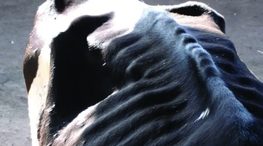 Cetose bovina e o manejo preventivo em vacas leiteiras