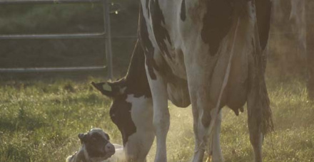 Quando intervir no parto de vacas  leiteiras?