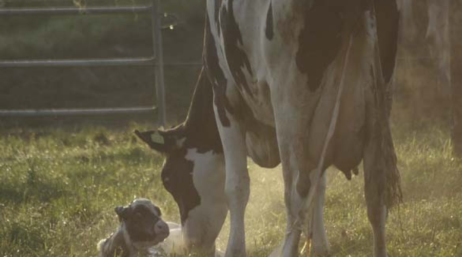 Quando intervir no parto de vacas  leiteiras?