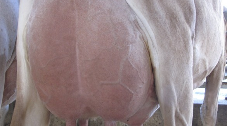 Vacinas e vacinações: uso de vacinas como ferramenta para controle da mastite bovina