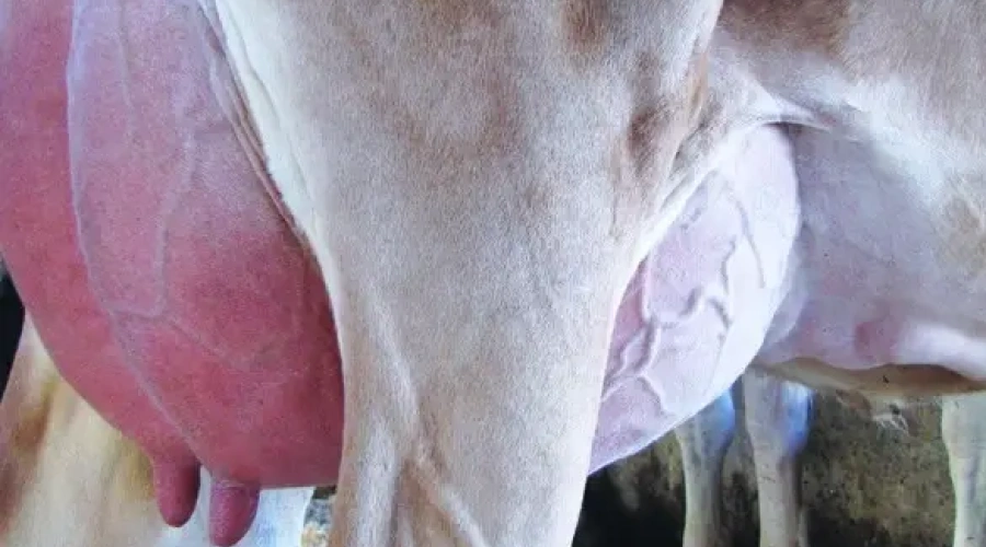 Mastite contagiosa e ambiental: um diagnóstico em nível de rebanho