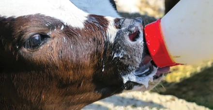 Reduzir o fornecimento de leite gradualmente contribui para o desaleitamento menos estressante e para o bem-estar animal