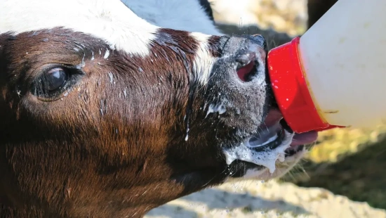 Reduzir o fornecimento de leite gradualmente contribui para o desaleitamento menos estressante e para o bem-estar animal