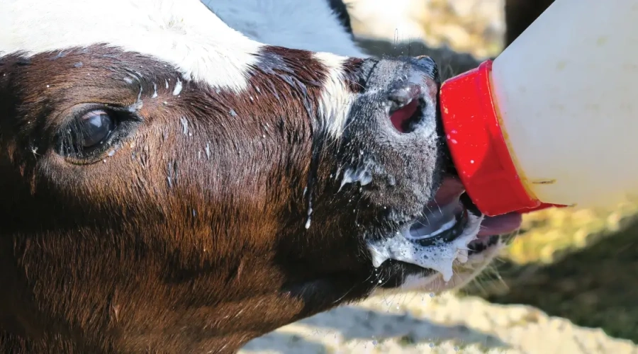 Reduzir o fornecimento de leite gradualmente contribui para o desaleitamento menos estressante e para o bem-estar animal
