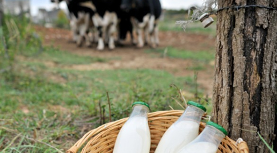 Nestlé fomenta produção de leite orgânico no Brasil