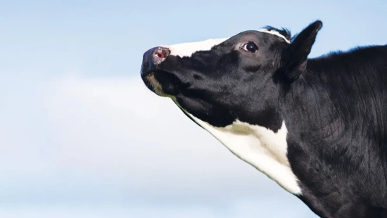 O futuro da Raça Holandesa depende do equilíbrio entre genética, eficiência e bem-estar