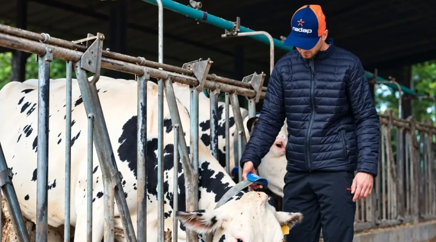 Taxa de prenhez chega a 32% em fazenda leiteira após adoção de monitoramento inteligente