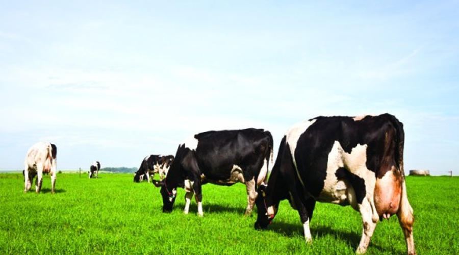 Fazenda Tainá