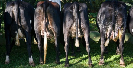 Quais ferramentas podem ser utilizadas para melhorar a genética dos bovinos leiteiros?