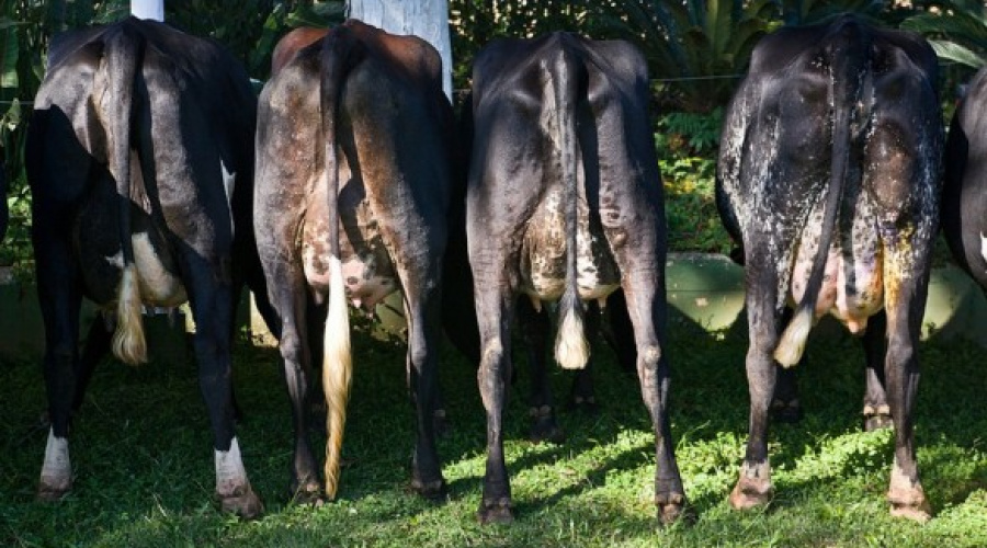 Quais ferramentas podem ser utilizadas para melhorar a genética dos bovinos leiteiros?