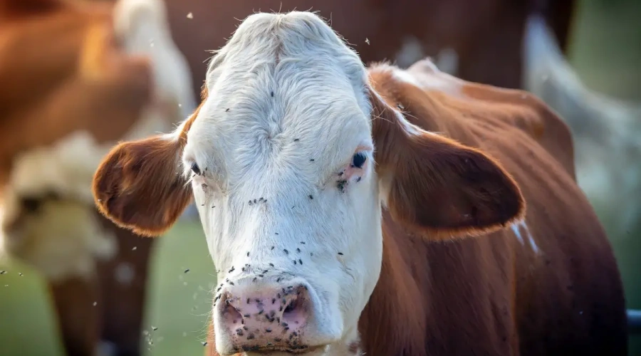 Parasitas na pecuária: o custo escondido que ameaça a rentabilidade e o bem-estar animal