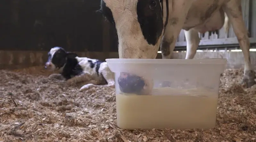 Saiba quais são as principais doenças em vacas lactantes
