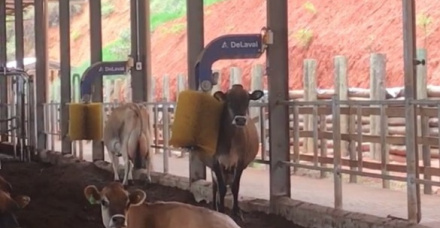 SEM  ESTRESSE Pesquisa revela que as vacas valorizam o acesso tanto a escovas mecânicas quanto a uma alimentação fresquinha