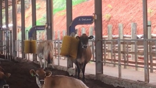 SEM  ESTRESSE Pesquisa revela que as vacas valorizam o acesso tanto a escovas mecânicas quanto a uma alimentação fresquinha
