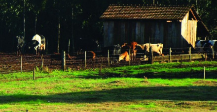 Nasce uma nova estirpe de produtor de leite no Brasil