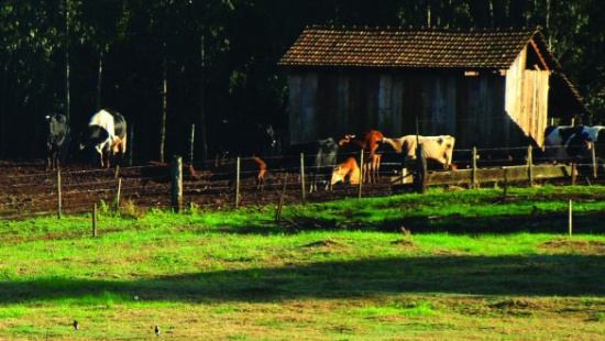 Nasce uma nova estirpe de produtor de leite no Brasil