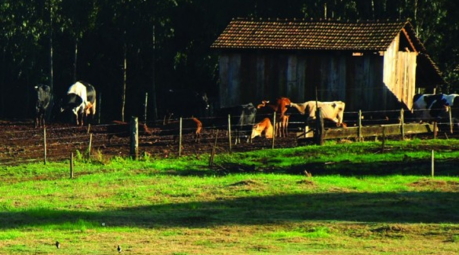 Nasce uma nova estirpe de produtor de leite no Brasil