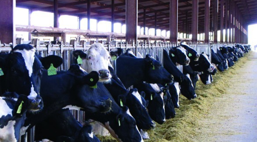 Agrupamento nutricional de vacas leiteiras