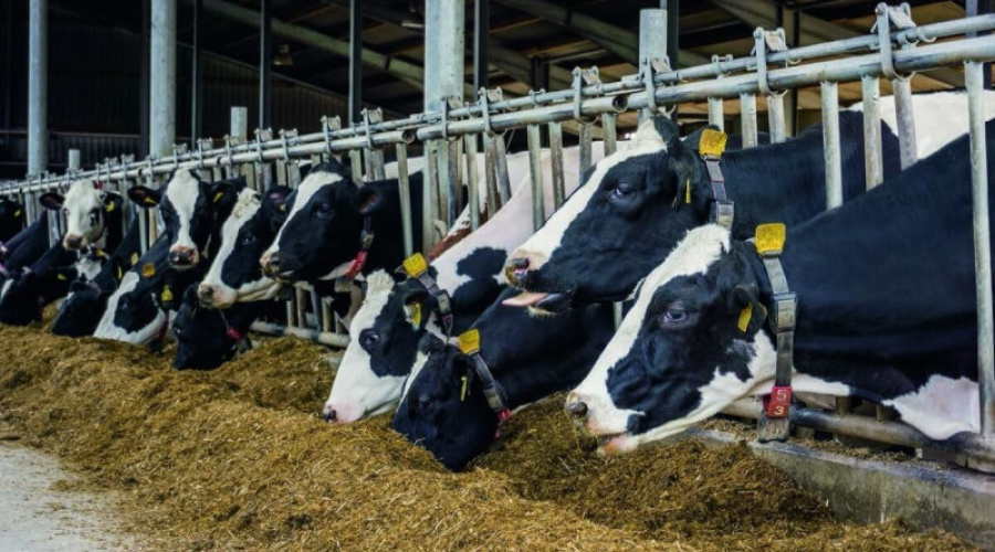 KESSENT™ M a nova metionina protegida da KEMIN