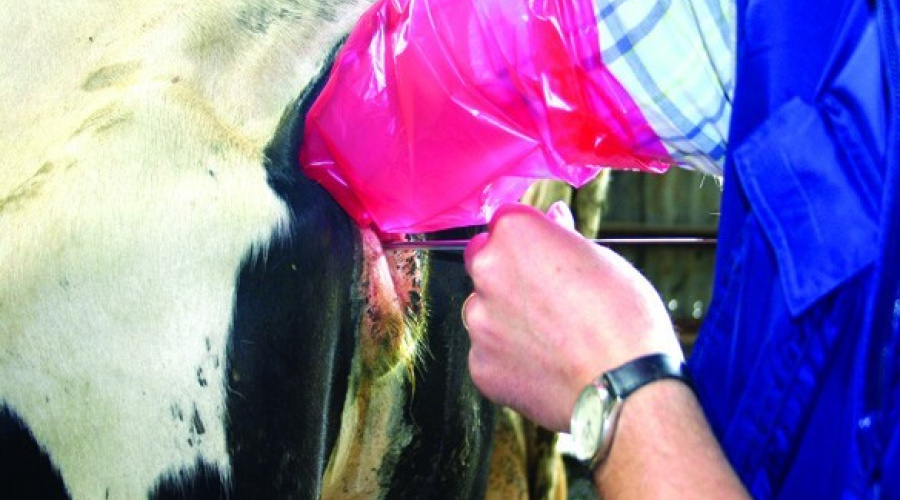 Inseminação artificial: A importância de treinar e retreinar os inseminadores