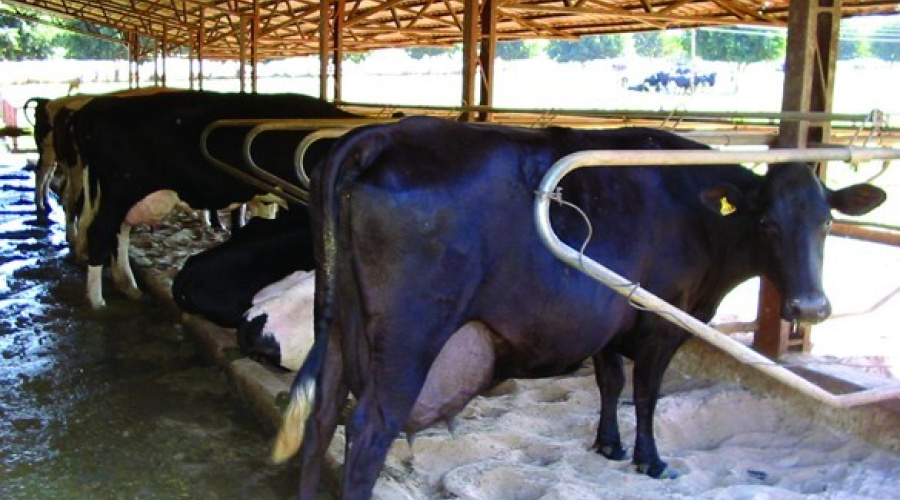 Laminite: Uma doença do período de transição
