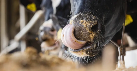 Qual o impacto da substituição do milho seco por silagem de milho grão úmido ou milho reidratado na dieta de vacas leiteiras?