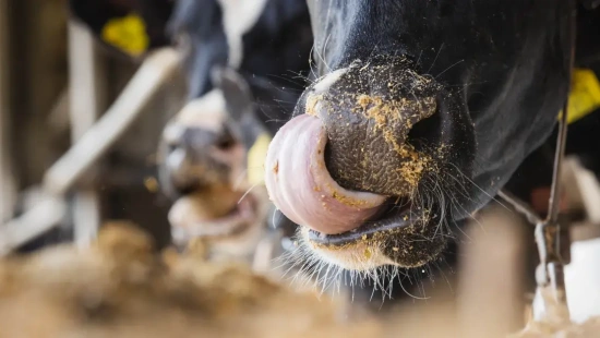 Qual o impacto da substituição do milho seco por silagem de milho grão úmido ou milho reidratado na dieta de vacas leiteiras?