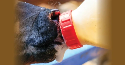 Entre vantagens operacionais e riscos nutricionais, a escolha do sucedâneo pede avaliação criteriosa