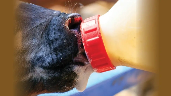 Entre vantagens operacionais e riscos nutricionais, a escolha do sucedâneo pede avaliação criteriosa