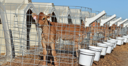 Construindo barreiras na fazenda leiteira