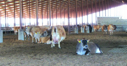 Monitoramento da dieta e de parâmetros metabólicos de vacas em período de transição