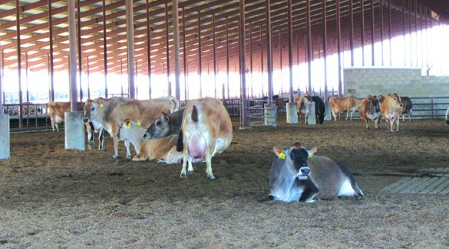 Monitoramento da dieta e de parâmetros metabólicos de vacas em período de transição