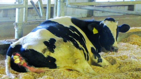 Manejo da vaca parturiente - Intervenções obstétricas
