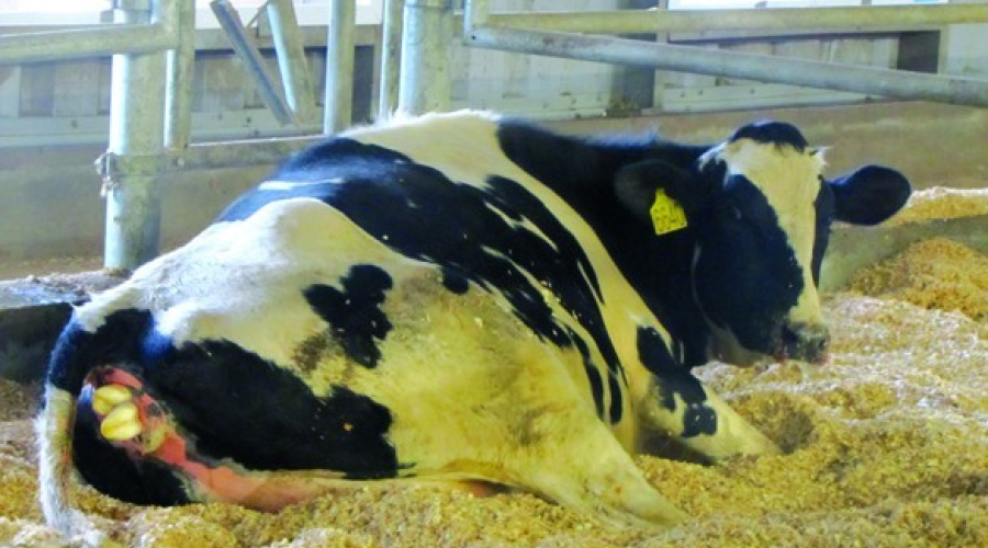 Manejo da vaca parturiente - Intervenções obstétricas