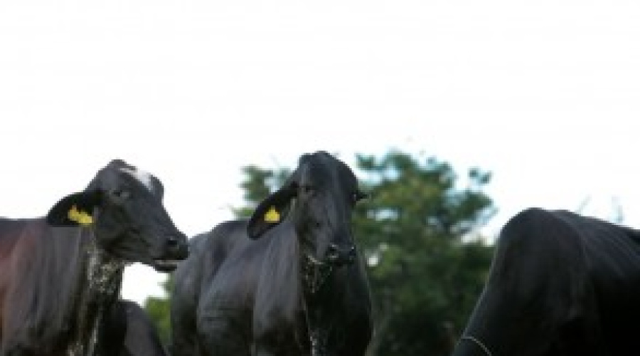 Influência do manejo da vaca seca na qualidade do colostro e saúde das bezerras