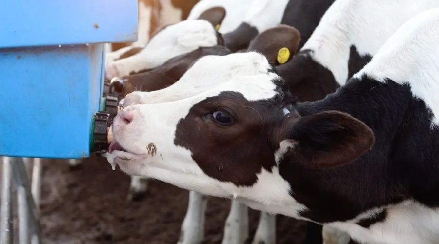 Boehringer Ingelheim reforça a importância do período de secagem com protocolo integrado para vacas leiteiras