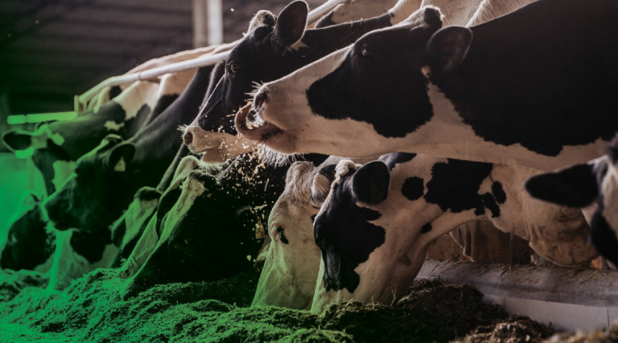 O desafio de planejar a alimentação na pecuária leiteira