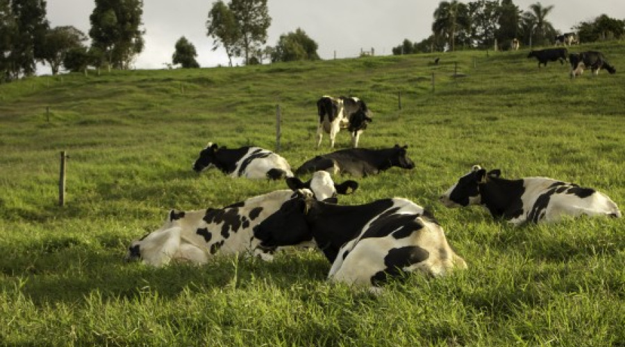 Efeitos da estratégia de agrupamento na saúde de vacas no período de transição