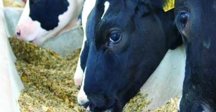 Utilização de co-produtos na alimentação de vacas leiteiras