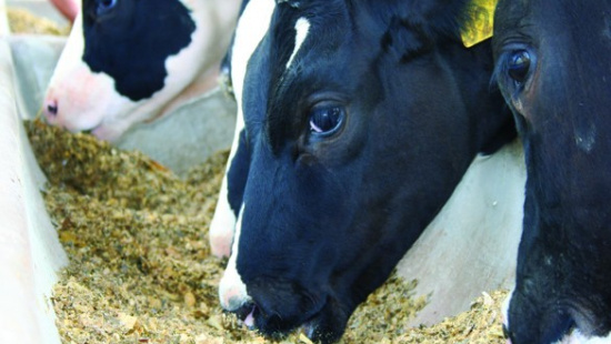Utilização de co-produtos na alimentação de vacas leiteiras