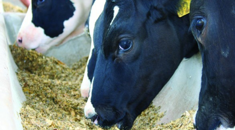 Utilização de co-produtos na alimentação de vacas leiteiras