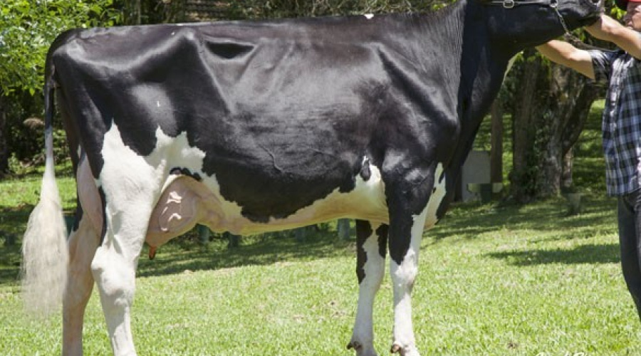 Fazenda Engenho Velho - Imbituva/PR