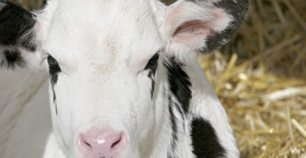 Boas práticas de manejo garantem saúde e desenvolvimento