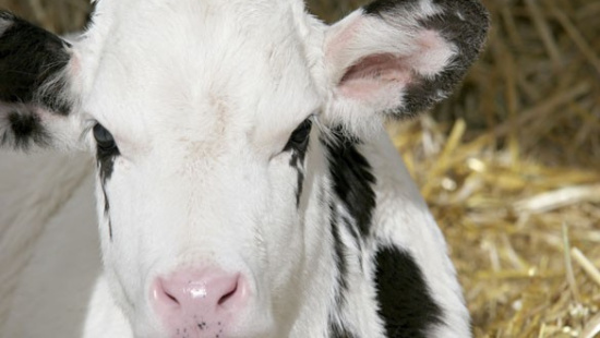 Boas práticas de manejo garantem saúde e desenvolvimento