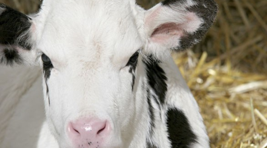 Boas práticas de manejo garantem saúde e desenvolvimento