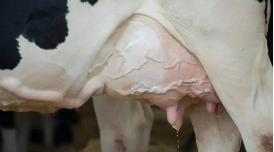 Diagnosticar a mastite diretamente na fazenda permite tratamento rápido e eficaz